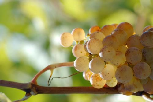 Tropic Rivesaltes